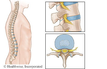 Vista de la columna vertebral y de las vértebras