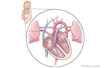 Imagen de la circulación del corazón de un feto