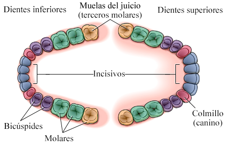 Ubicación de las muelas del juicio (terceros molares)