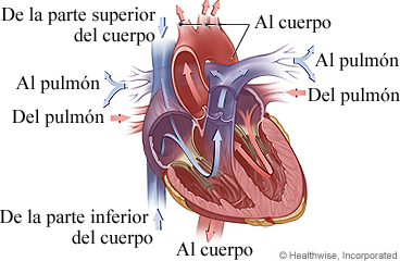 Imagen de la anatomía del corazón (flujo de sangre)