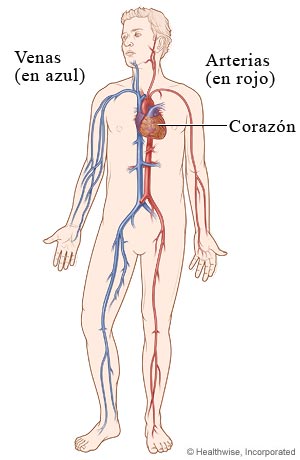 Los principales vasos sanguíneos del cuerpo