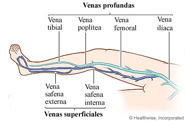 Venas profundas y superficiales de la pierna