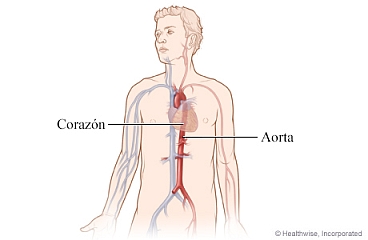 Posición del corazón y la arteria aórtica en el cuerpo