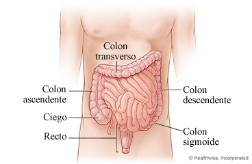 Recto y partes del colon