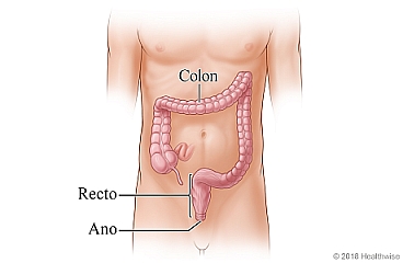 Ubicación del colon, el recto y el ano