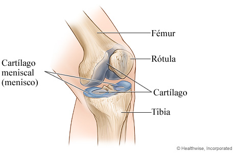 Cartílago de la rodilla