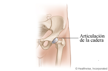 La articulación de la cadera