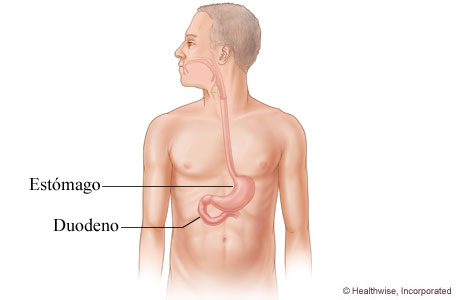 El duodeno y su ubicación en el cuerpo