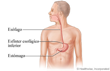 El esófago y el estómago