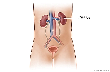 Los riñones y su ubicación en el cuerpo