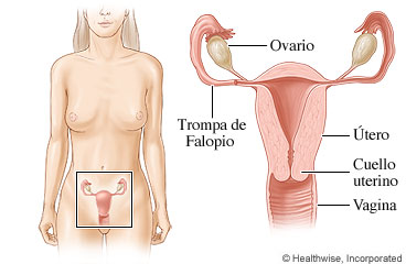 Órganos pélvicos femeninos