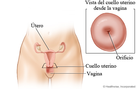 Cuello uterino