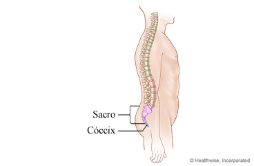 El sacro y el cóccix