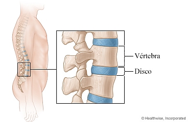 Discos de la columna vertebral