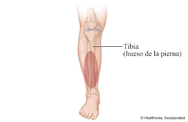 La espinilla (tibia)