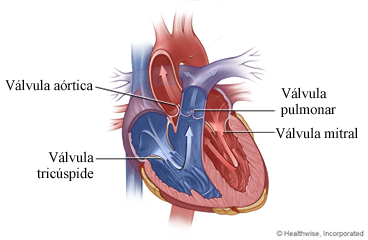 Válvulas del corazón