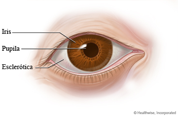 El ojo, mostrando el iris coloreado, la pupila en el centro y la esclerótica blanca