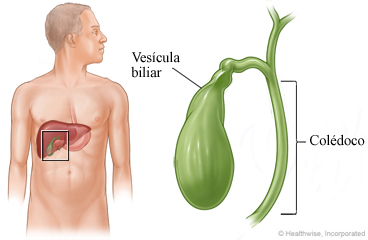 Vesícula biliar y conducto colédoco.