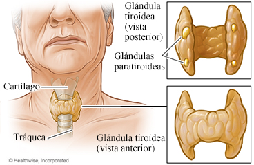 Vista posterior y anterior de la tiroides