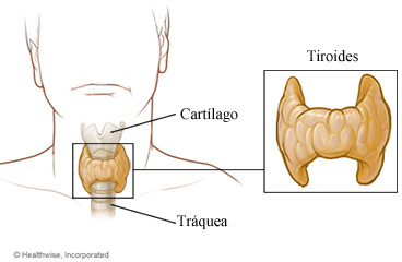 Glándula tiroidea