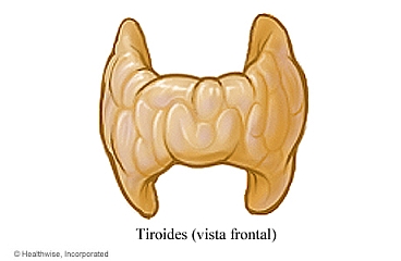 Vista frontal de la tiroides