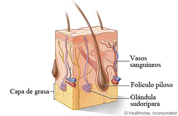 Imagen de la anatomía de la piel, incluyendo un folículo piloso