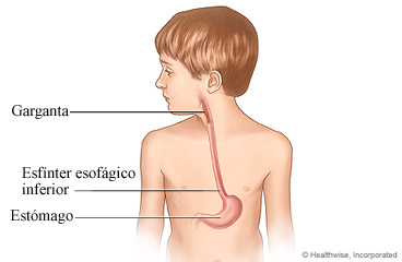 La garganta, el esófago y el estómago de un niño