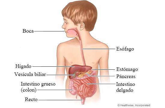 Imagen del aparato digestivo de un niño