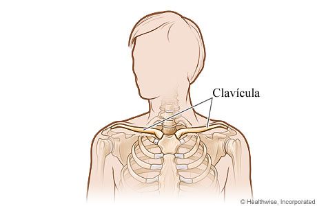 Imagen de la clavícula