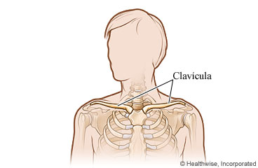 La clavícula