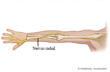 Nervio radial