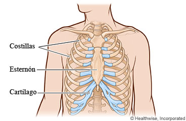 Vista esquelética de la caja torácica que muestra las costillas, el esternón y el cartílago