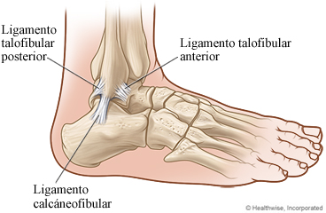 Imagen de los ligamentos del tobillo