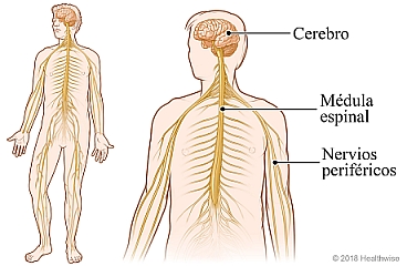 El sistema nervioso, que muestra la ubicación del cerebro, la médula espinal y los nervios periféricos