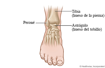 Vista frontal de los huesos del tobillo