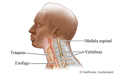 Anatomía del cuello