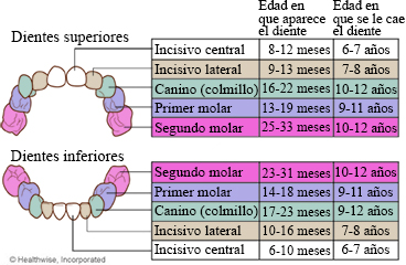 Gráfico de los dientes de leche y cuándo sale y se cae cada diente