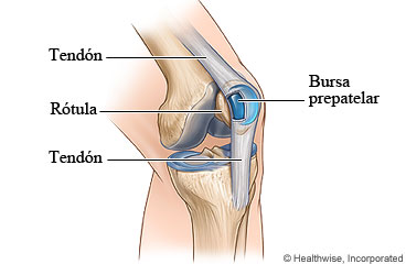 Imagen de una bursa sana y los tendones de la rodilla