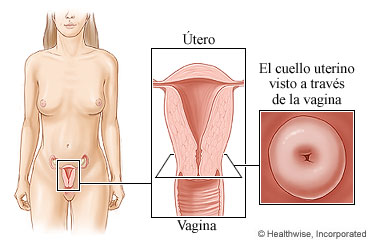 El cuello uterino y su ubicación en el cuerpo