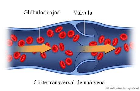 Imagen de glóbulos rojos