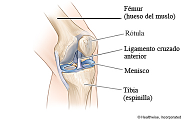 Partes de la rodilla