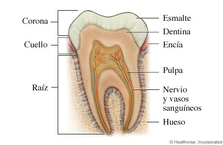 Partes de un diente