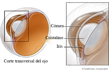 Vista transversal del ojo