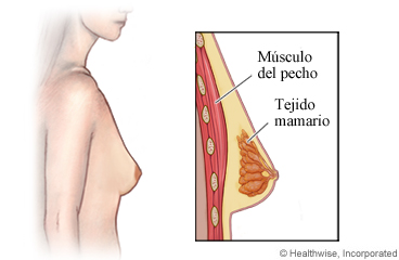 Músculo del pecho y tejido mamario