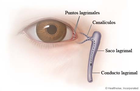 Anatomía del conducto lagrimal