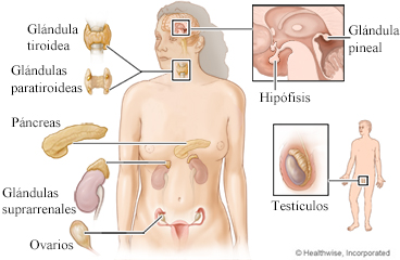 El sistema endocrino