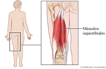Los músculos isquiotibiales