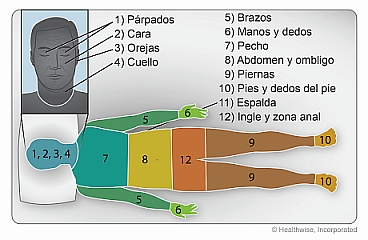 Zonas del cuerpo para mostrar el orden de lavado