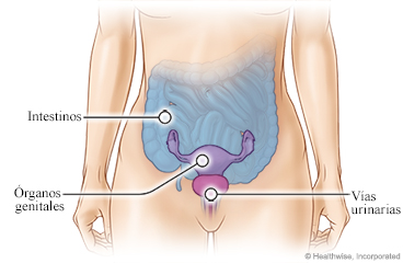 Órganos pélvicos femeninos