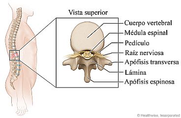 Partes de la vértebra